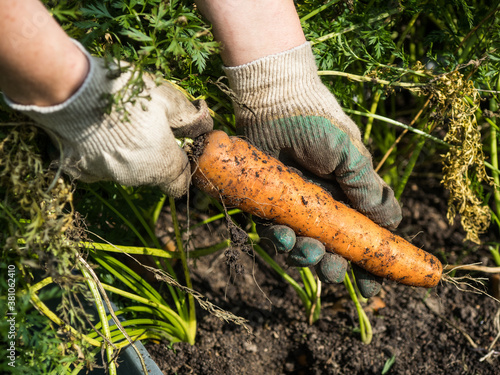 Picking carrot in the garden
