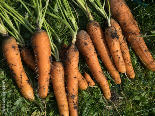 Freshly picked carrot