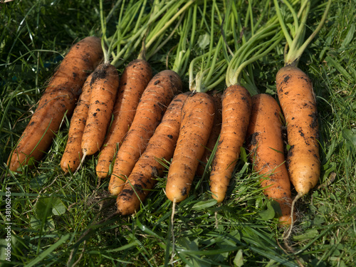 Freshly picked carrot