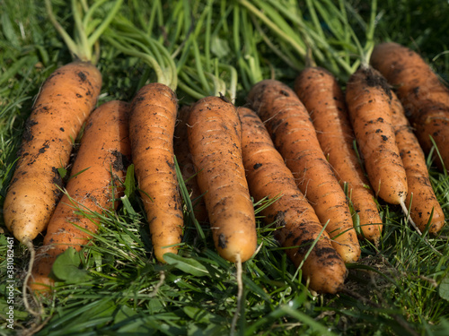 Freshly picked carrot