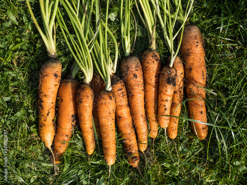 Freshly picked carrot