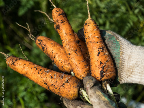 Picking carrot in the garden