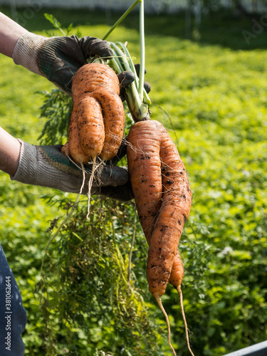 Picking carrot in the garden