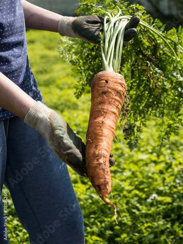 Picking carrot in the garden