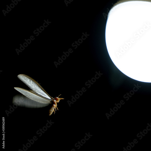 A termite flying towards the light