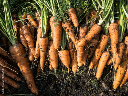 Freshly picked carrot