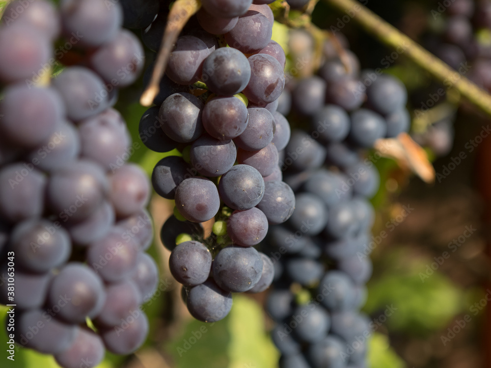 Ripe organic home-grown grapes