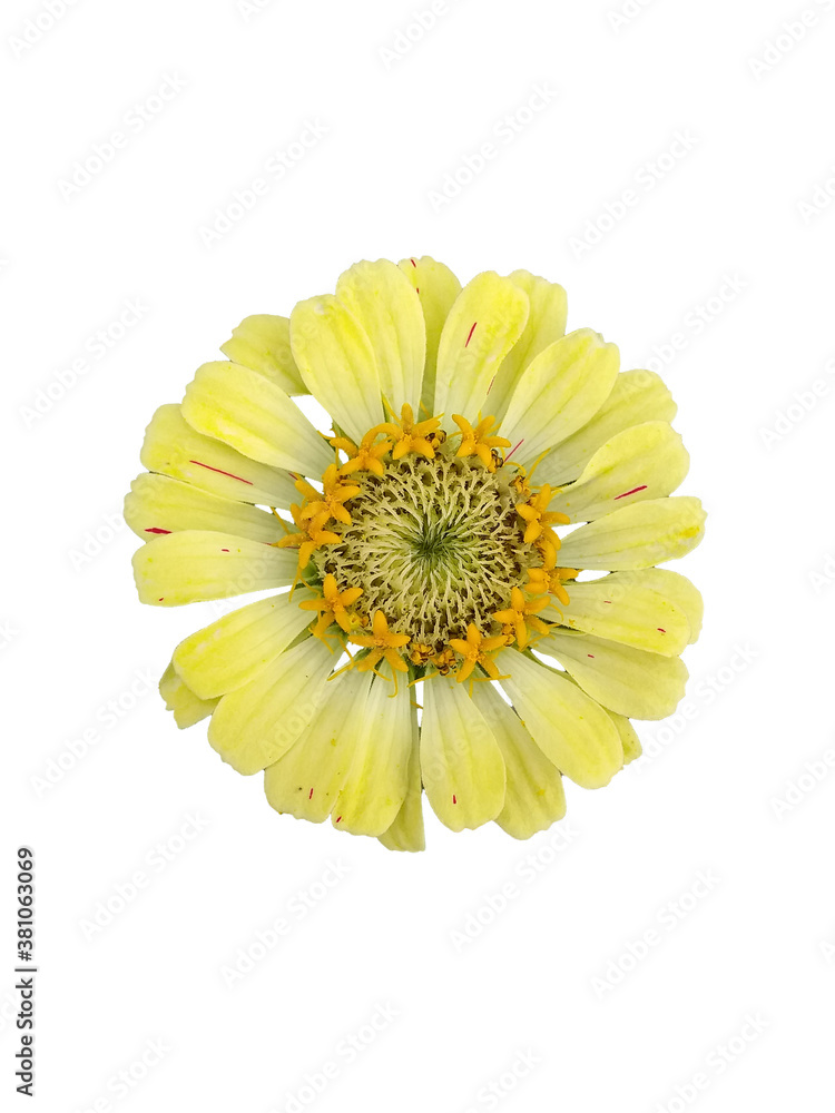 flower isolated on white background flower isolated on white background