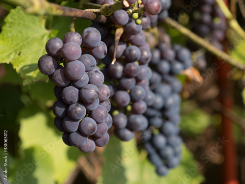 Ripe organic home-grown grapes