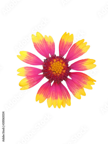 flower isolated on white background