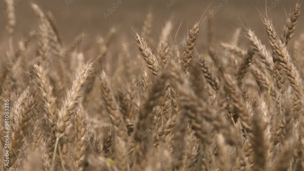 Field of ripening wheat . The grain crop ripens in the summer. Field of ripening wheat . The grain crop ripens in the summer.