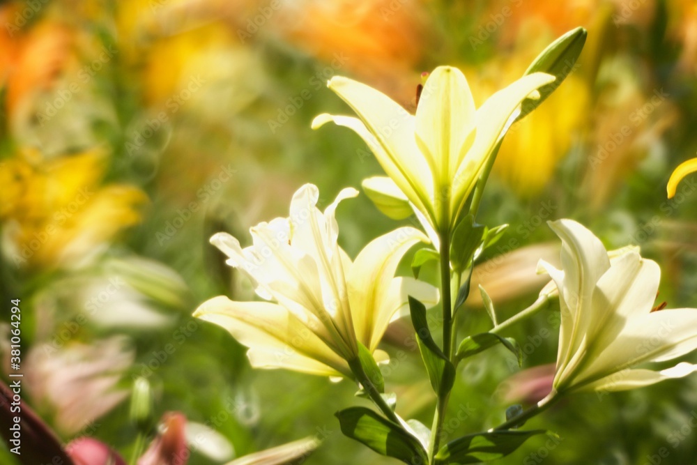 Obraz premium ゆりボケフォト