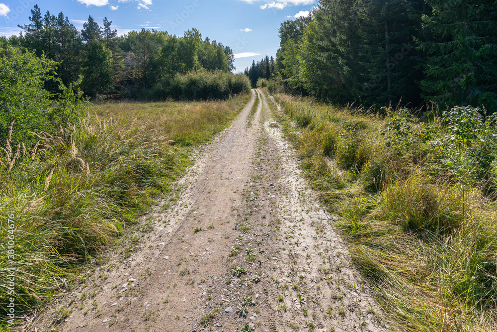 Walkway rural pathway trail or road in forest. A path with green trees and shrubs growing along the edges. Summer or autumn sunny day in the forest. Walkway rural pathway trail or road in forest. A path with green trees and shrubs growing along the edges. Summer or autumn sunny day in the forest.