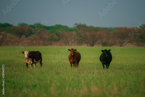 Cows in a grassy field on a bright and sunny day. Brown cow on green grass background. © Volodymyr
