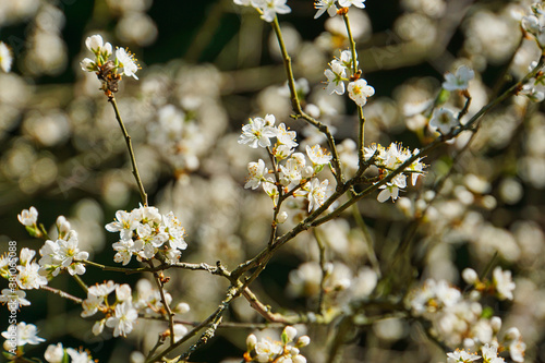 blossoming tree photo