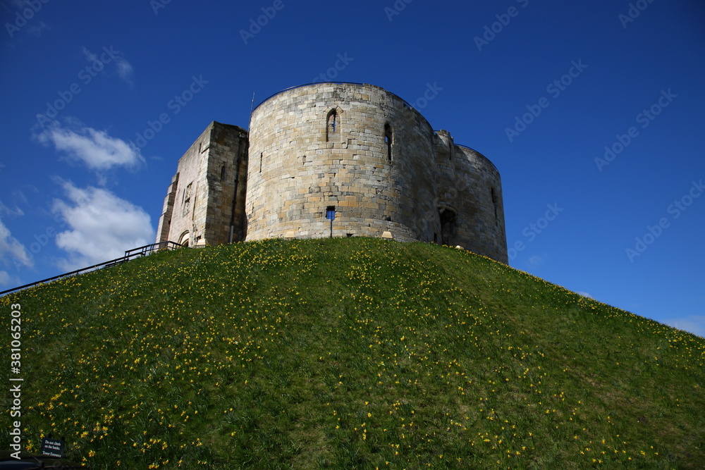 View of York Clifford's Tower with green grass and wild flowers on the hill  during early Spring in York,  Yorkshire, England, UK