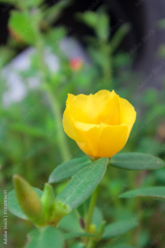 Portulaca oleracea yellow in the garden Portulaca oleracea yellow in the garden