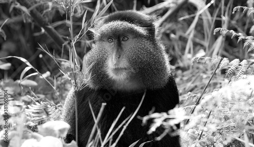 Golden Monkey (Cercopithecus kandti) - Rwanda. Black and White. photo