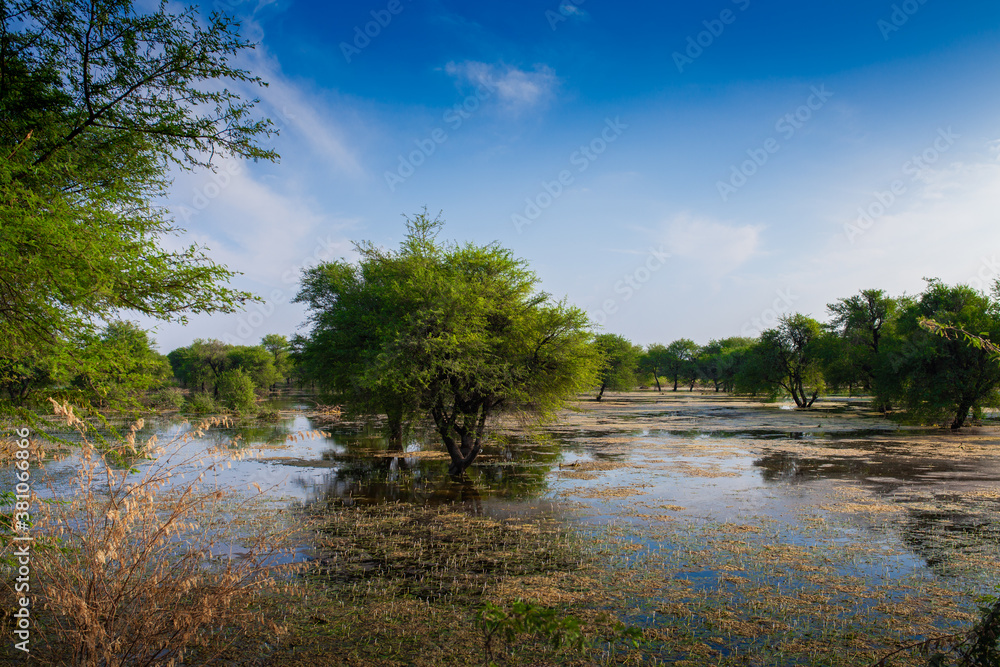 Trees in lake