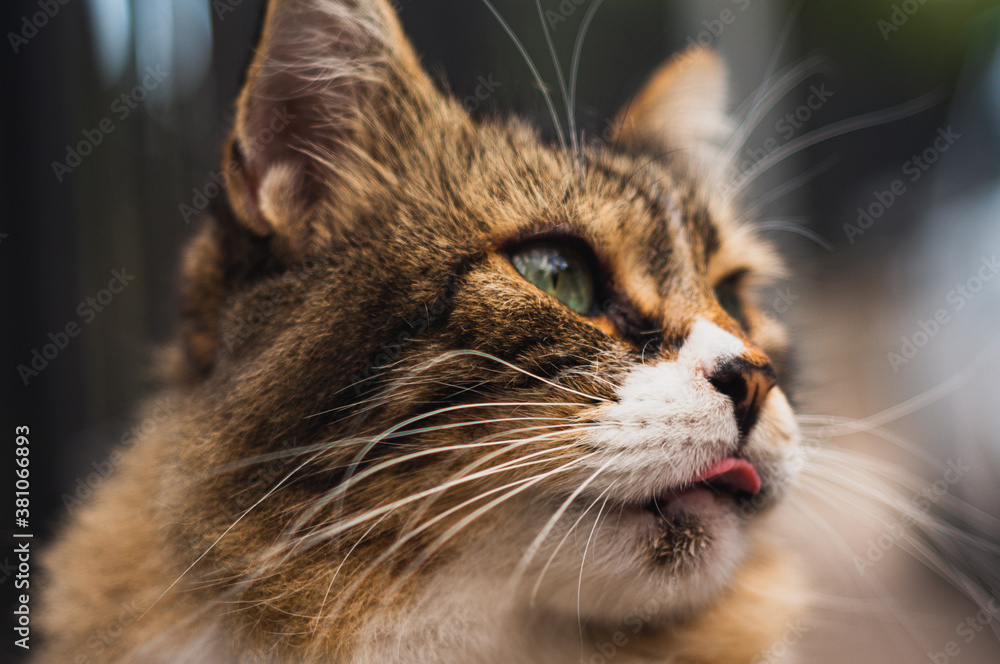 Big fat beautiful fluffy cat sitting on curb. Domestic cat licks its lips Big fat beautiful fluffy cat sitting on curb. Domestic cat licks its lips