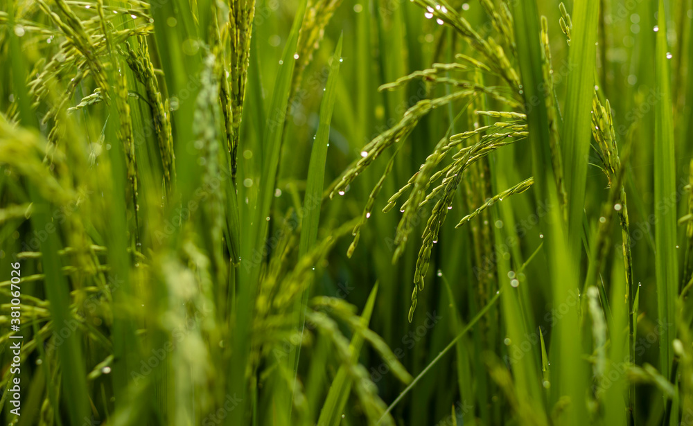Fototapeta premium close up of beautiful green color rice plants of India