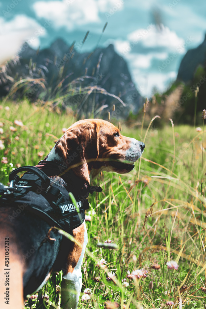 Beagle, perro en la montaña.