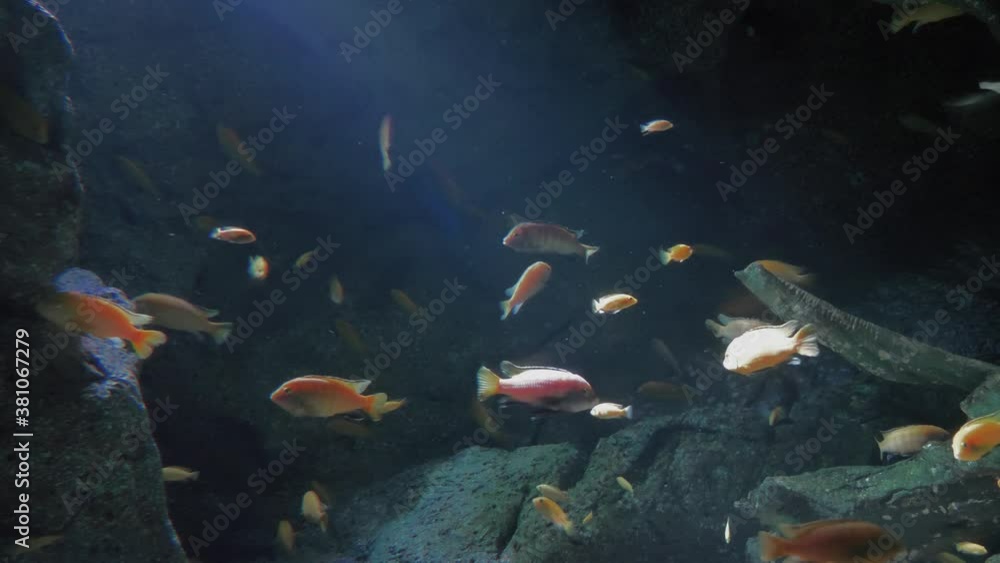 Underwater - exotic fishes in an aquarium Underwater - exotic fishes in an aquarium