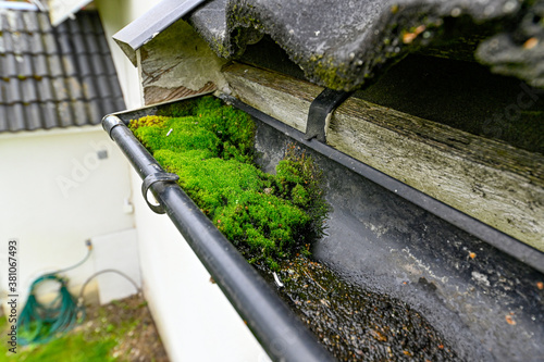 green moss growing in the end of a gutter