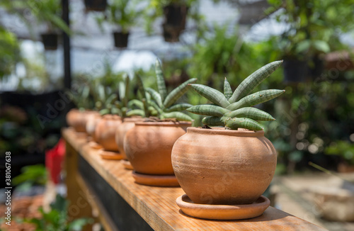 Small Sansevieria cylindrica in a pot, focus selective