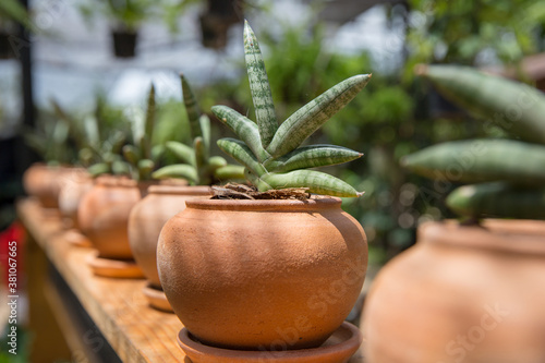 Small Sansevieria cylindrica in a pot, focus selective photo