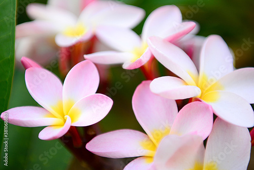 Close up of blooming frangipani plumeria flowers in Hawaii