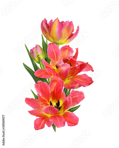 Coral and yellow tulip flowers and bud in a floral arrangement