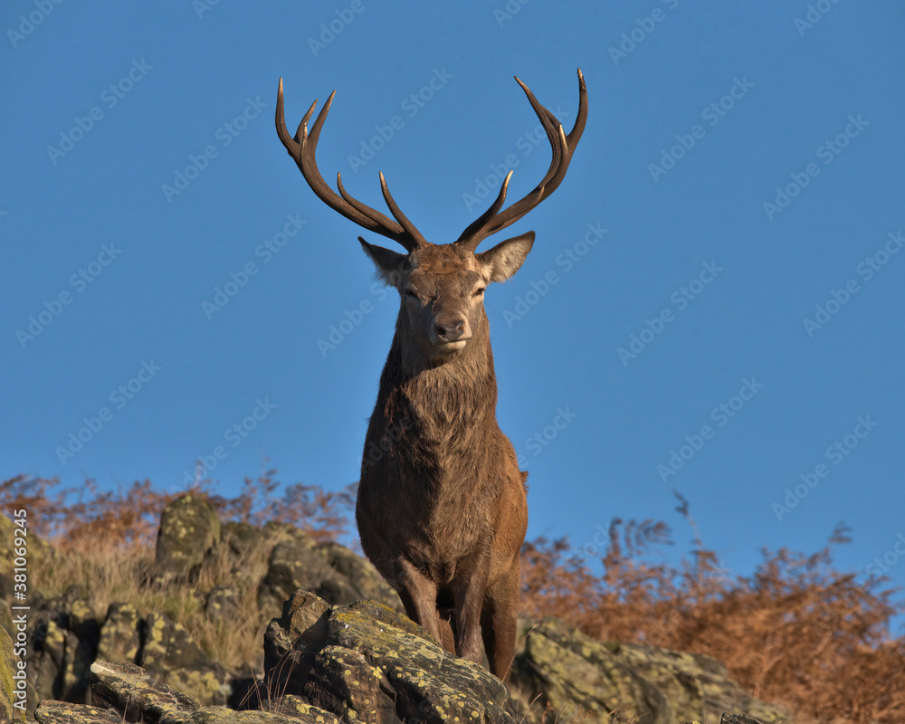 Red Deer stag in the rocks in morning sunlight.