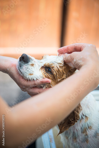 キャバリアのシャンプー
