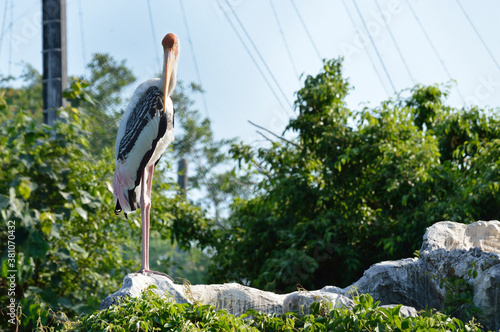 Painted stork bird standing on rock over blur green tree in park photo