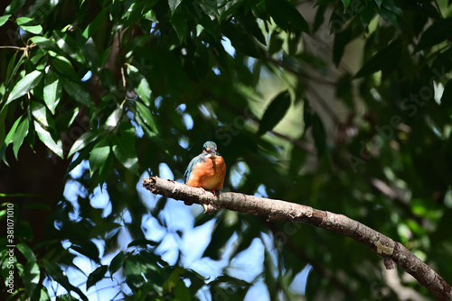 kingfisher on a branch	
