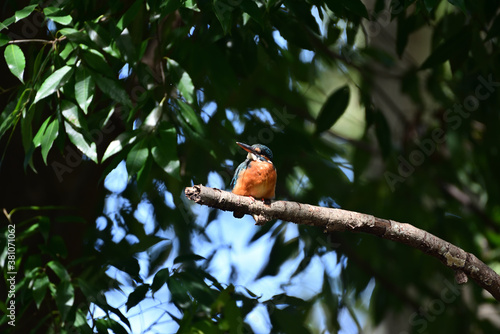 kingfisher on a branch	