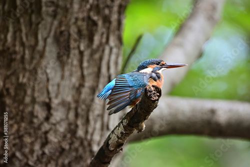 kingfisher on a branch	
