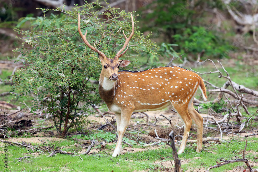 The chital or cheetal (Axis axis), also known as spotted deer or axis deer, big male. A large male deer with speckled fur with massive antlers standing in the greenery. The chital or cheetal (Axis axis), also known as spotted deer or axis deer, big male. A large male deer with speckled fur with massive antlers standing in the greenery.