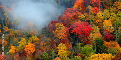 Misty autumn forest in Great Smoky Mountains National Park