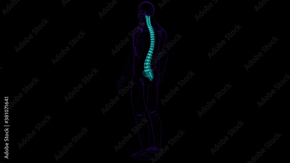 Human Skeleton Vertebral Column Vertebrae Anatomy Human Skeleton Vertebral Column Vertebrae Anatomy