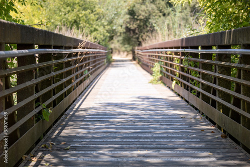 bridge in wild