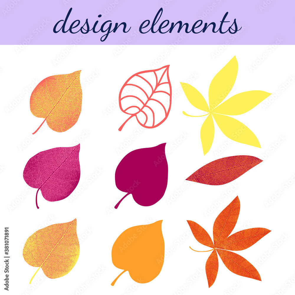 Elements for design from autumn leaves isolated on white background.