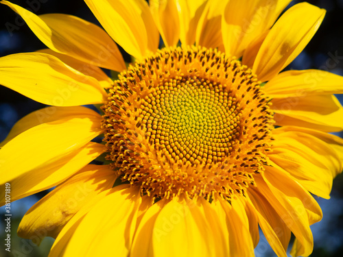 beutiful blooming yellow sunflower with green on blurry nature background. Natural flora beuty screen texture.