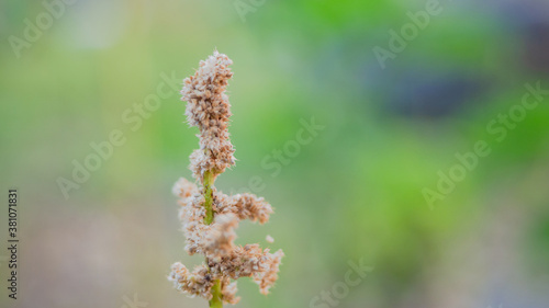 one dry grass flower on nature blurry background, beautiful natural screen texture.