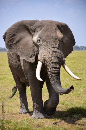 Photography african elephant walking in serengeti