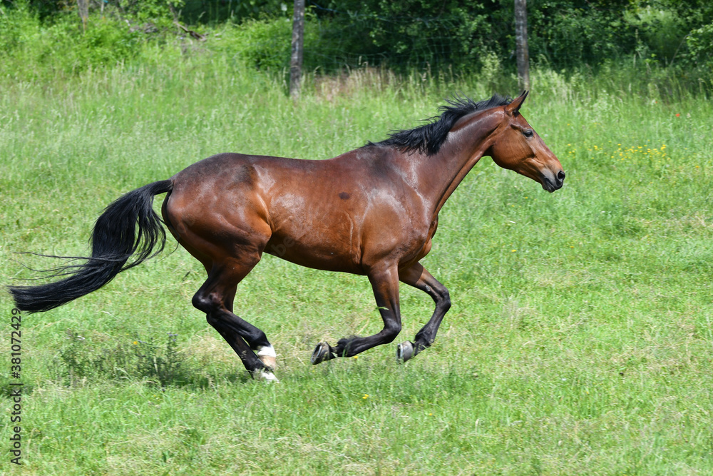 A bay horse galloping in a green meadow. A bay horse galloping in a green meadow.