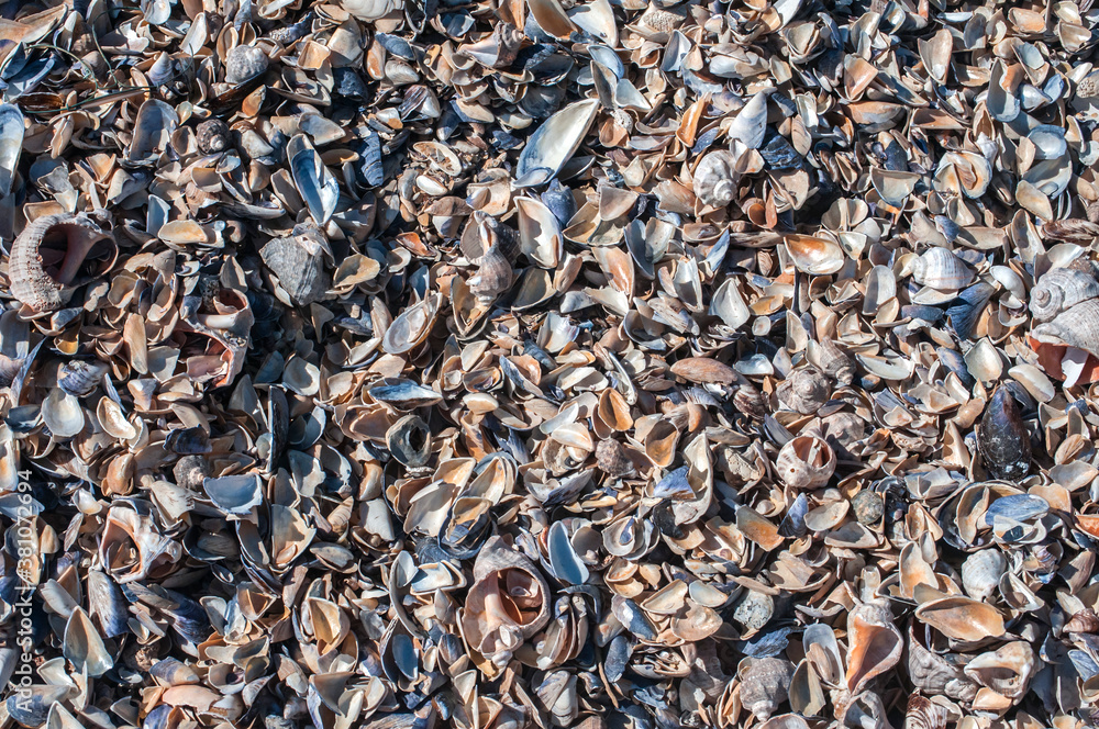 Crushed shells of black mussel Choromytilus meridionalis closeup as background