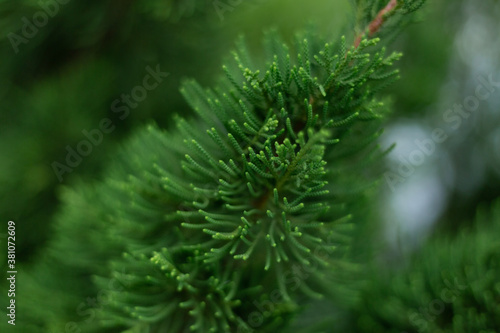 Christmas trees green branches close-up. needles, spruce, nature.