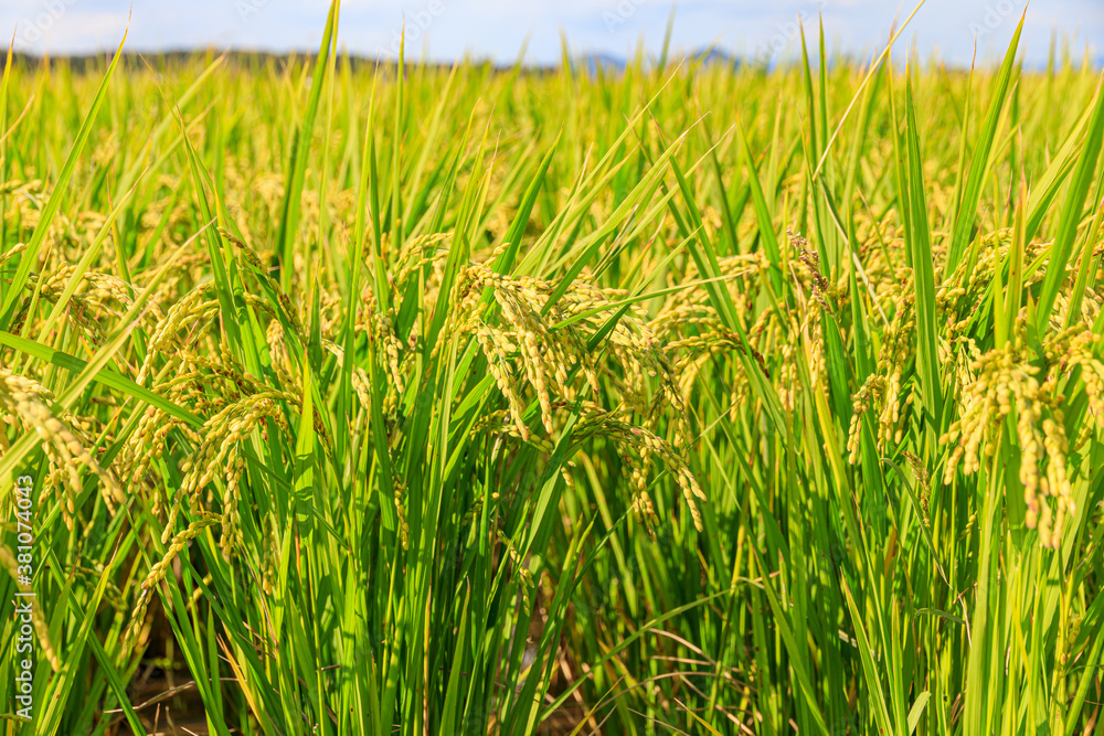 Korean traditional rice farming. Rice farming landscape in autumn. Rice ...